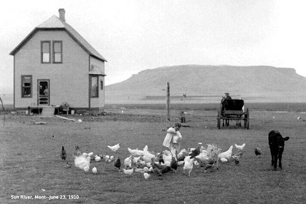 1910 chickens and cow crop.jpg