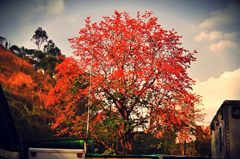 arbol-emblemartico-de-merida.jpg