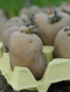 chitting-potato.jpg