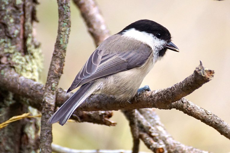 marsh-tit-1829959_1920.jpg