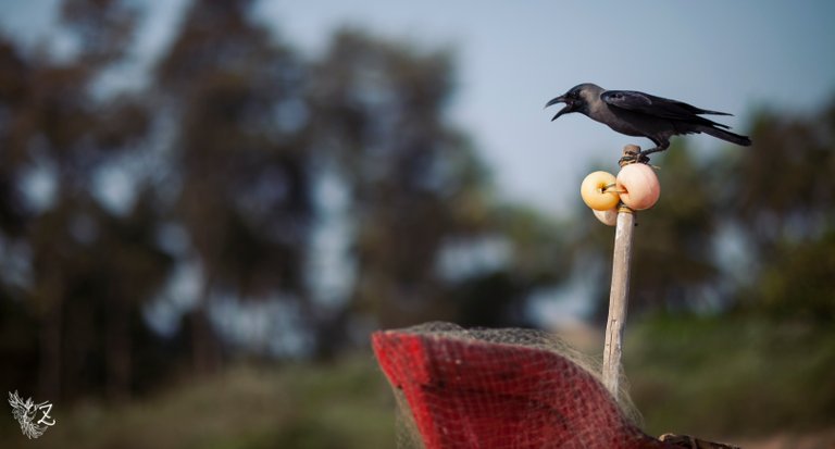 gokarna-crow-caw-1.jpg