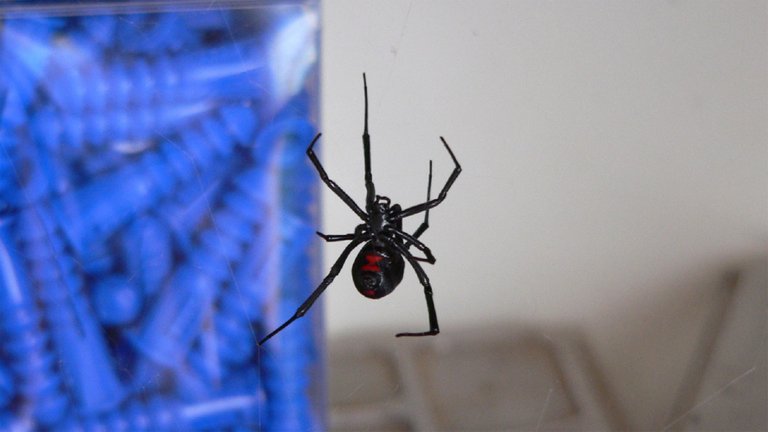 black-widow-570476.jpg