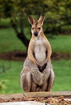 wallaby-2389791_640.jpg