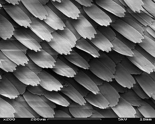 SEM_image_of_a_Peacock_wing,_slant_view_2.JPG