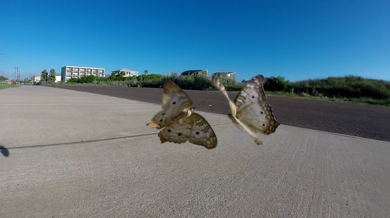 butterfly fight 2.png