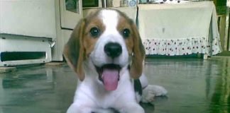 perro-beagle-Bambu-Venezuela-1-324x160.jpg