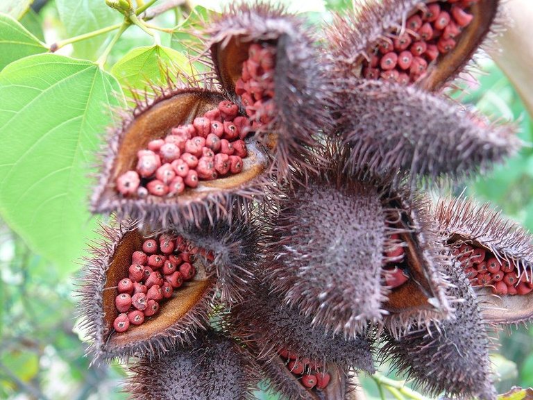 Bixa_orellana_fruit_roucou_kourou_2.jpg