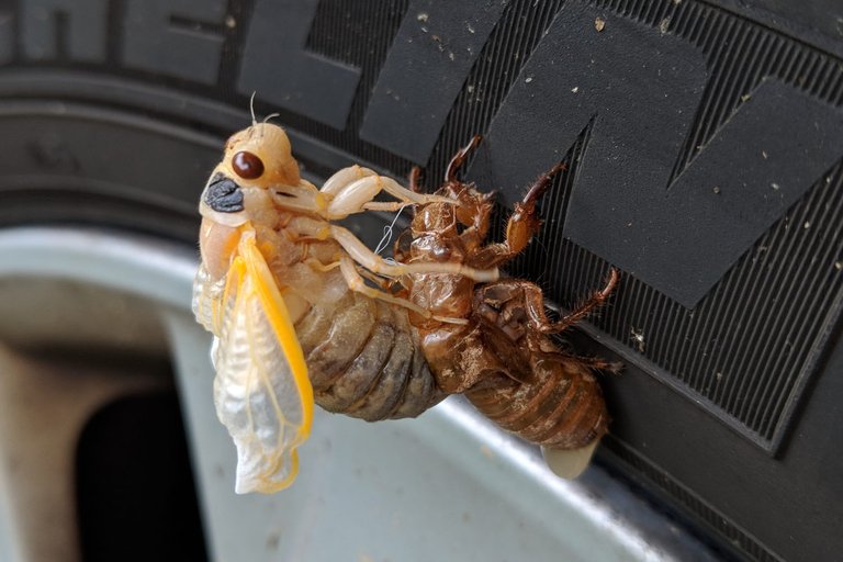 20180522_cicada_2.jpg