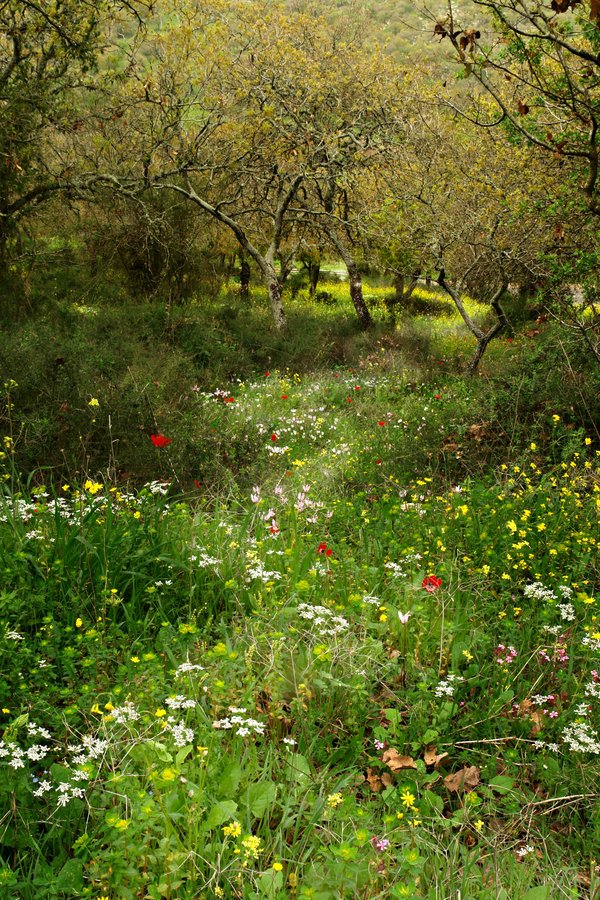 spring_path_by_ahermin.jpg