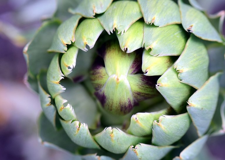 Artichoke.jpg