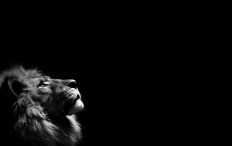 lion-wallpaper-hd-009.jpg