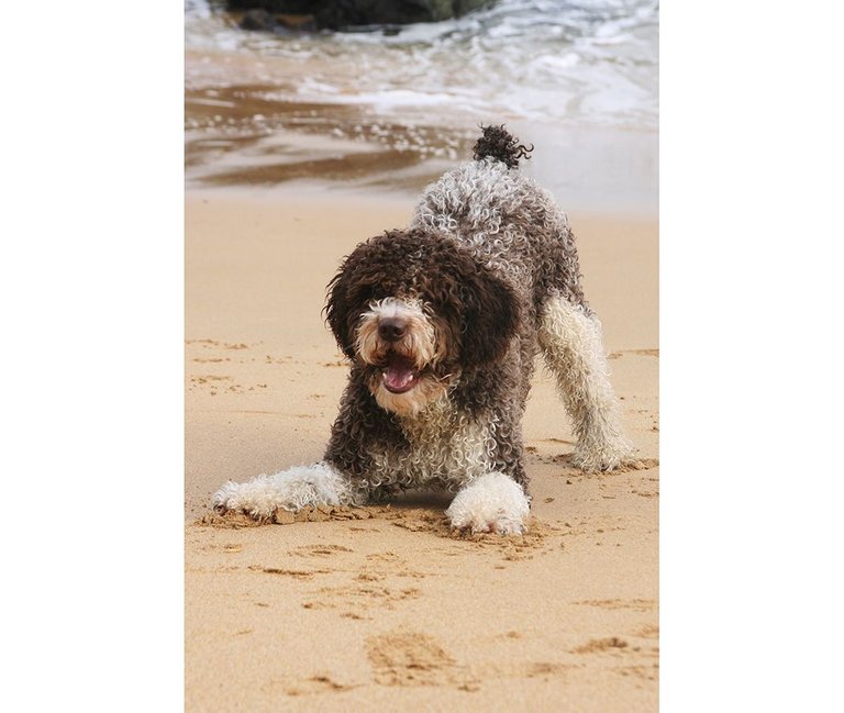 spanish water dog play stance.jpg