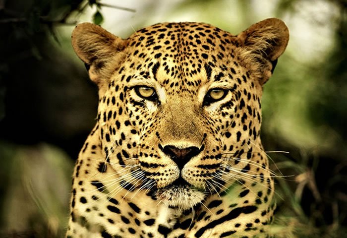 Leopardo6.jpg