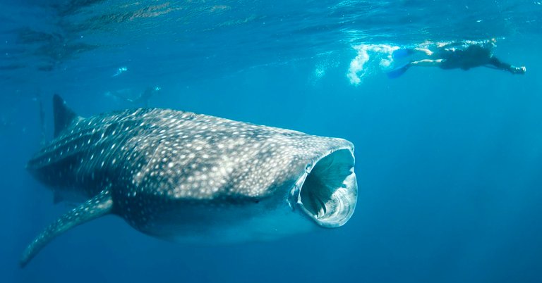 whale-shark-fb.jpg