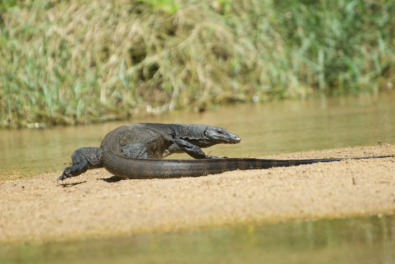 Monitor_Lizard_(3678637573).jpg