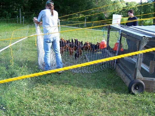 David, Devin, chickens into mobile coop1 crop July 10.jpg