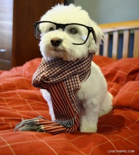 intellectual_dog.jpg