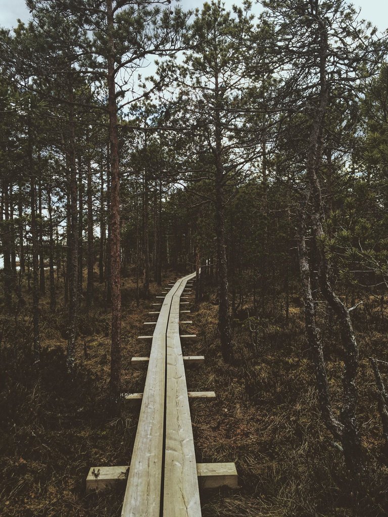 walking path.jpg