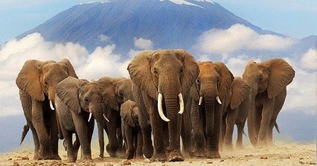 African-elephants-in-fron-009.jpg