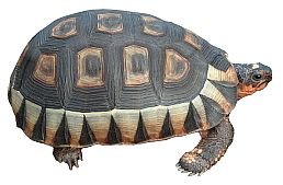 Tortoise 169HS.jpg