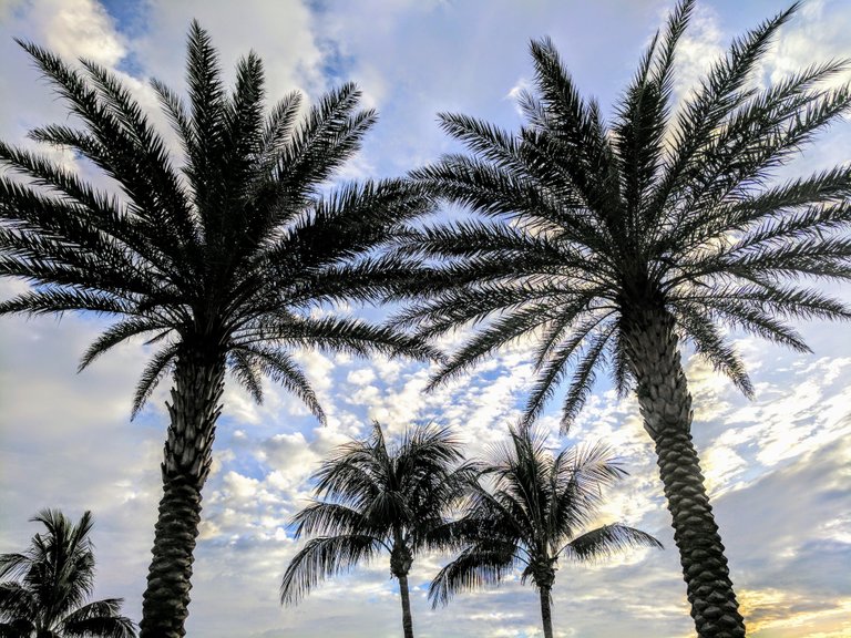 Marco Island Palms.jpg