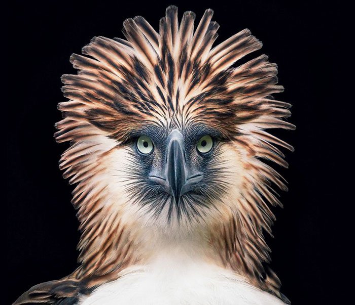 endangered-animals-tim-flach-coverimage.jpg