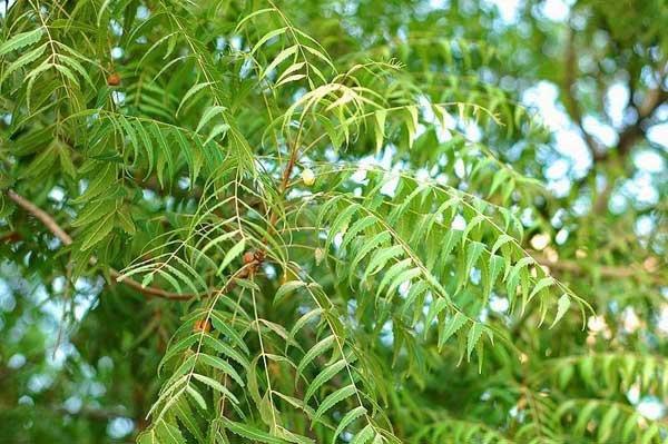 neem_tree_shadhinbangla24.jpg