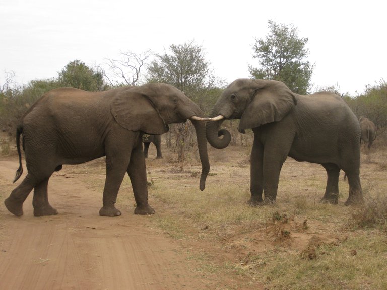 elephants fighting 2.JPG