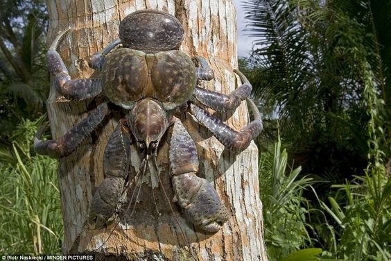 coconut crab.jpg