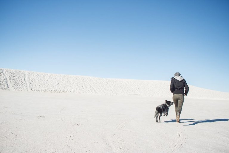 white sands dogbot.jpg