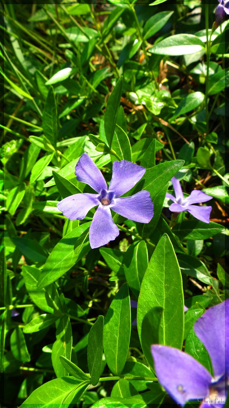 Dwarf periwinkle.jpg