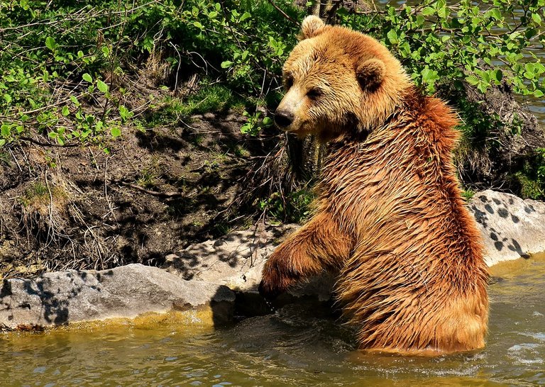 european-brown-bear-3336874_960_720.jpg