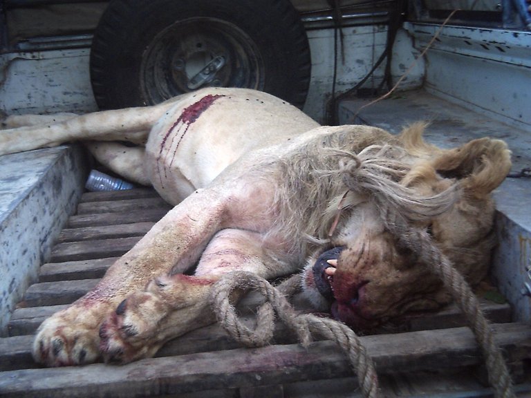 Dead-lion-3.jpg