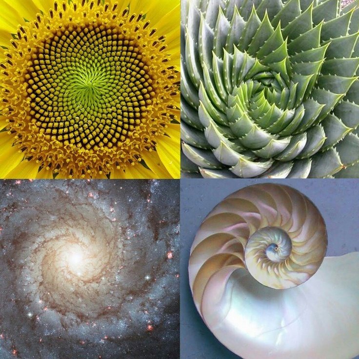 spirals in nature.jpg