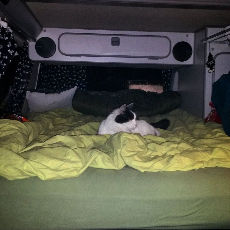 Katze im VW Bus 2.jpg