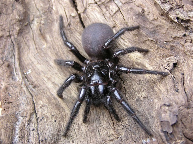 spiders_au_sydney_funnel_web.jpg