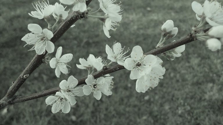 white plum blossom.jpg