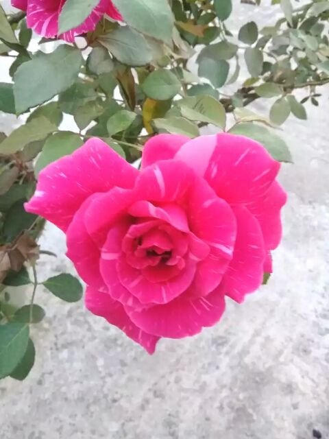 my garden.. Rose.jpg