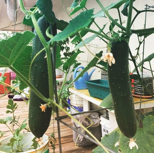 cucumbers.jpg