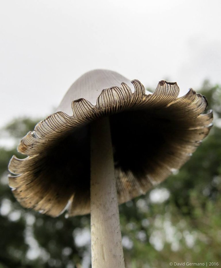 Coprinopsis atramentaria.jpg