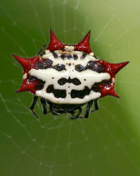 Spiney Orbweaver Spider.jpg