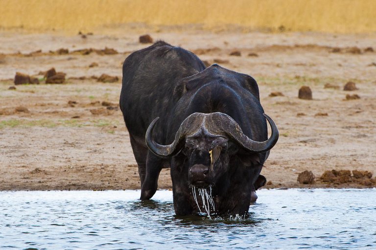 1383576245_5!!-!!Hwange National Park  Cape  Buffalo.jpg