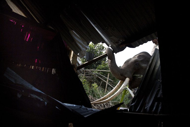 An elephant is used to demolish a house.jpg