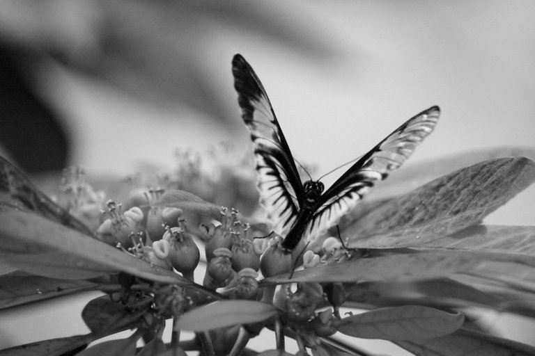 butterfly bw.jpg