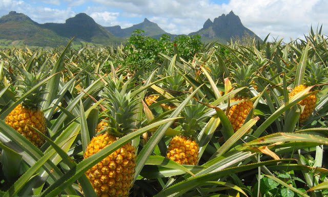 pineapplefield.jpg