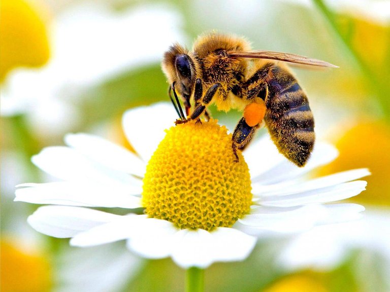web-bees-epa.jpg