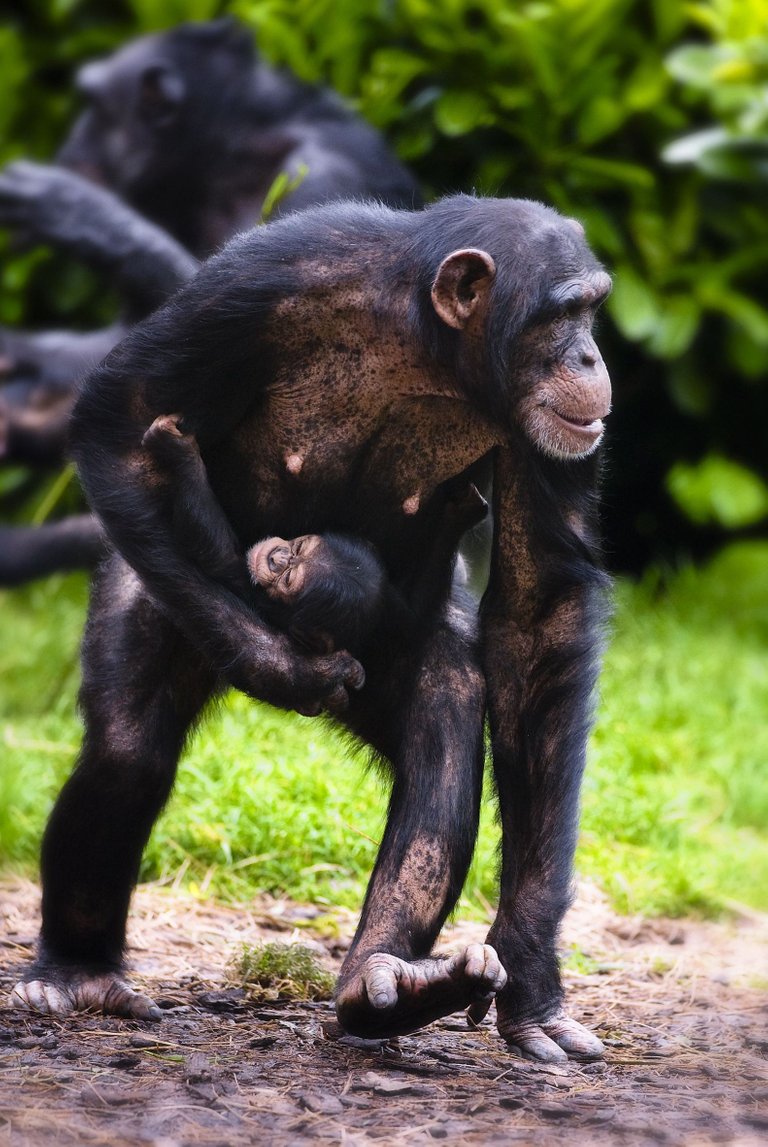 Chester-Zoo-Image-3-WEB.jpg