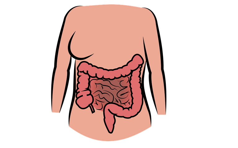 intestine-2970172_960_720.png