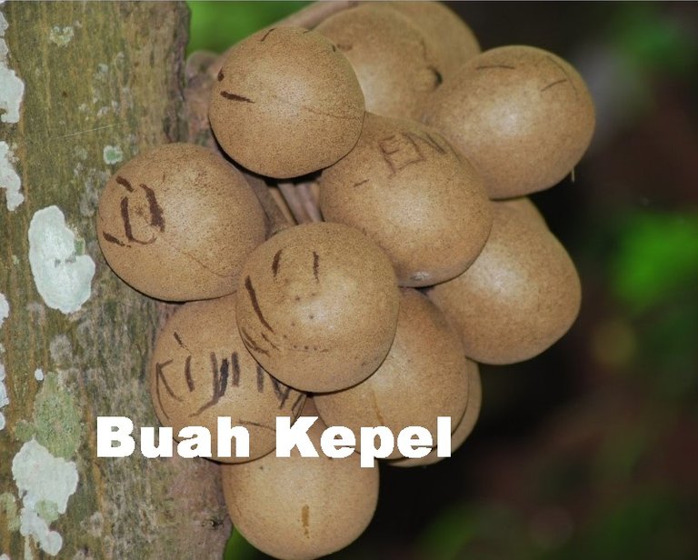 buah-kepel.jpg