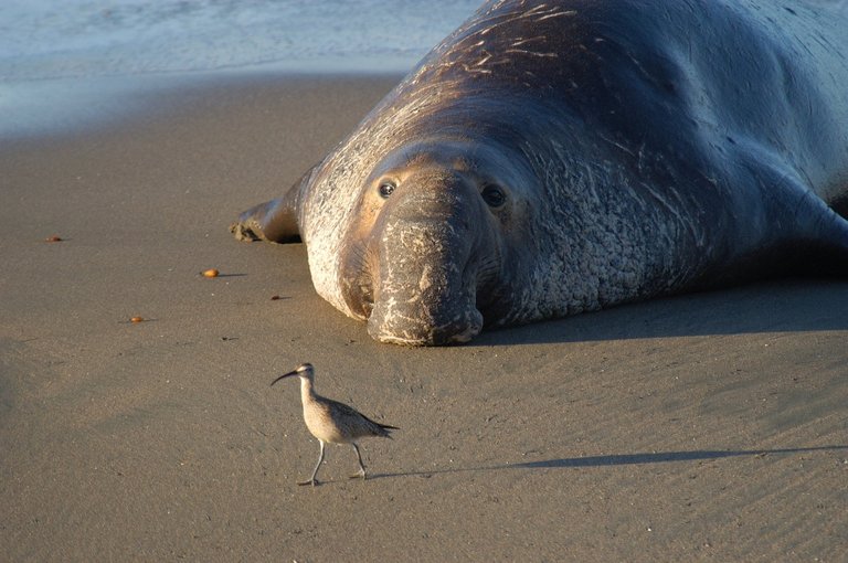 northern-elephant-seal-911602_1920.jpg